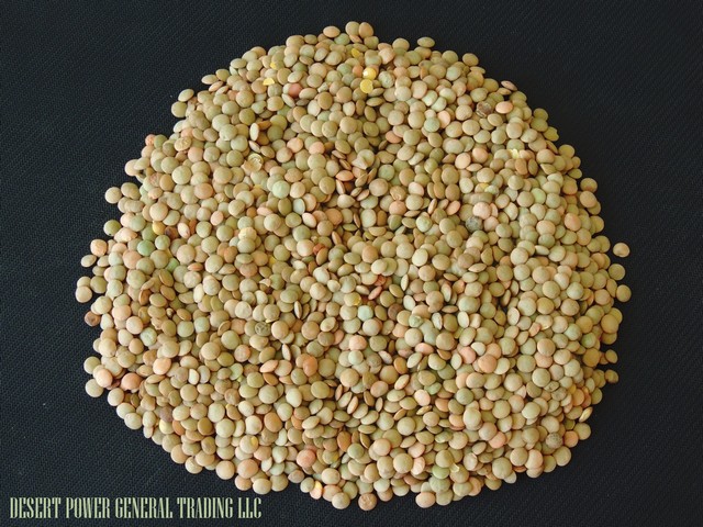 Lentil green